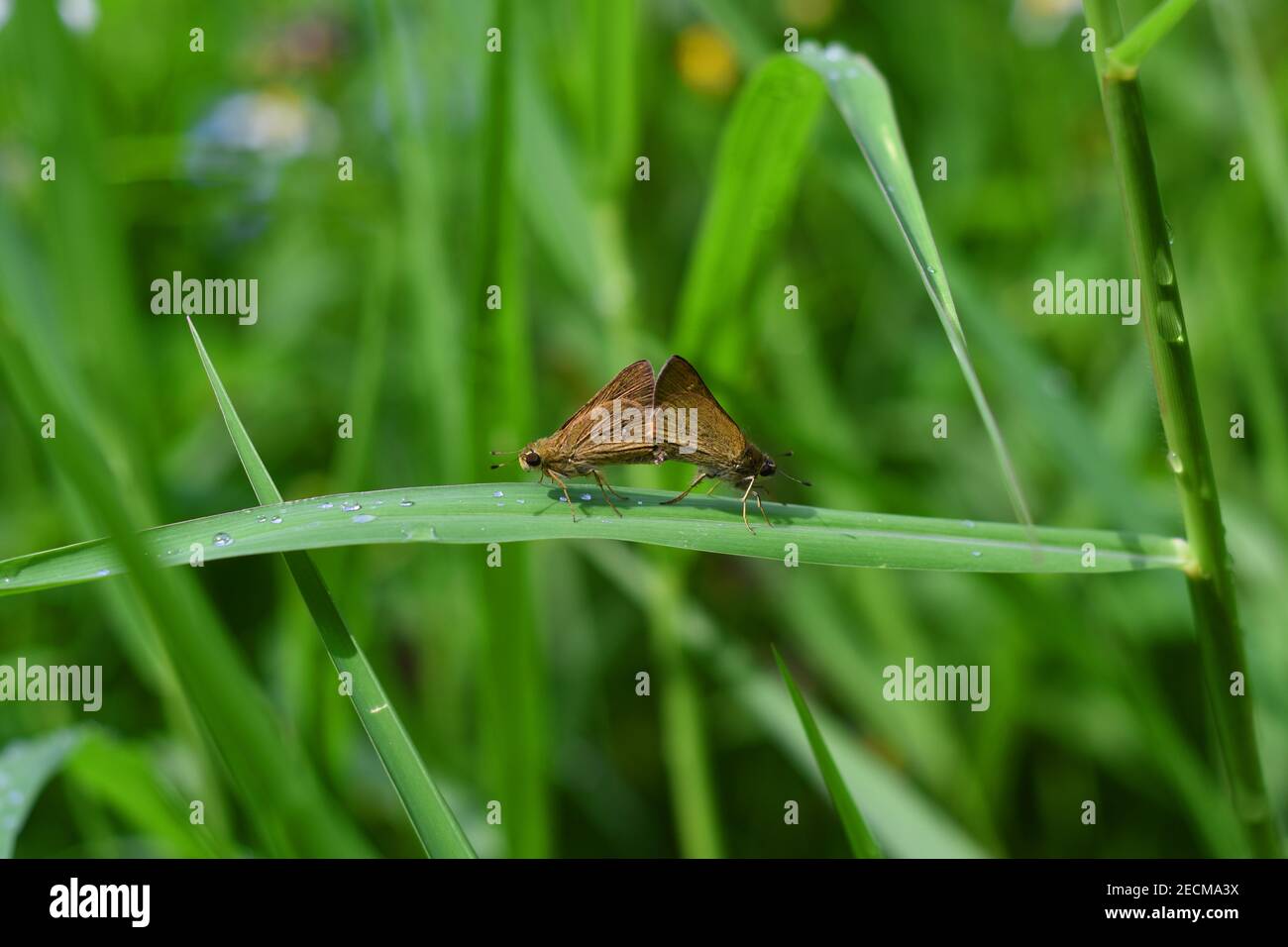 Braune Skipper paaren auf Gras Stockfoto