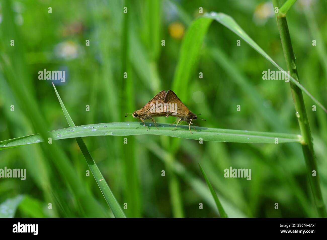 Braune Skipper paaren auf Gras Stockfoto