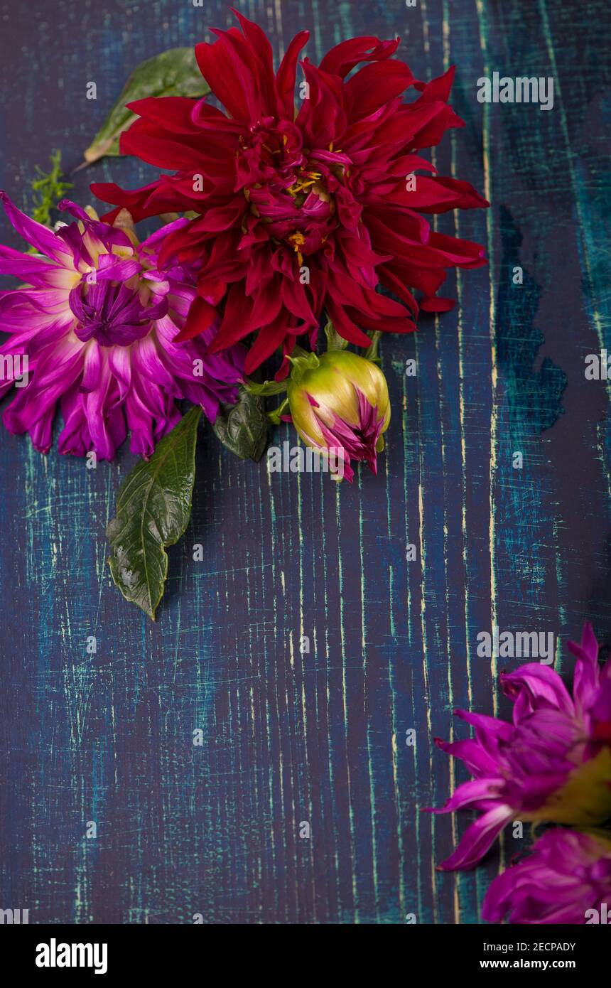 Rot, weiß, gelb Dahlia august bunten Hintergrund. Blick auf mehrfarbige Dahlia-Blumen. Schöne Dahlia Blumen auf grünem Hintergrund. Sommerblumen Stockfoto