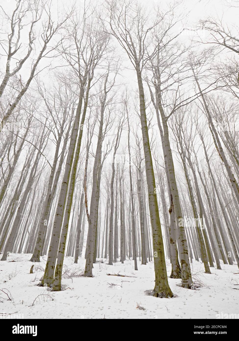 Bume Im Winter