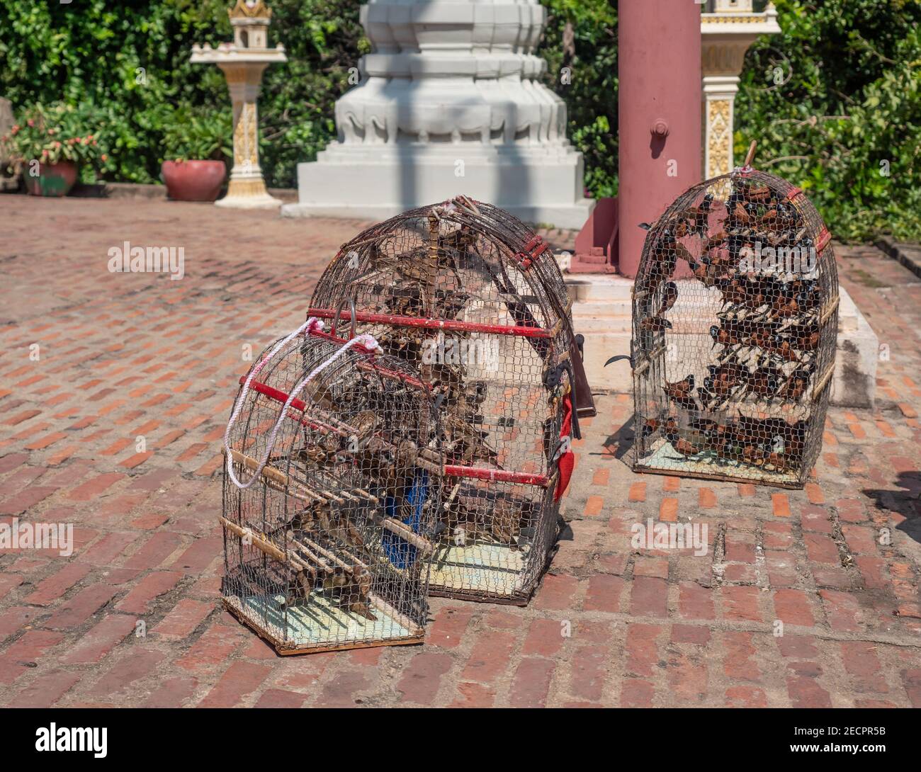 Vögel in Käfigen im Wat Phnom in Phnom Penh, Kambodscha. Besucher des Tempels können eine Gebühr bezahlen, um einen der Vögel freizulassen. Es wird als eine Art der Herstellung betrachtet Stockfoto