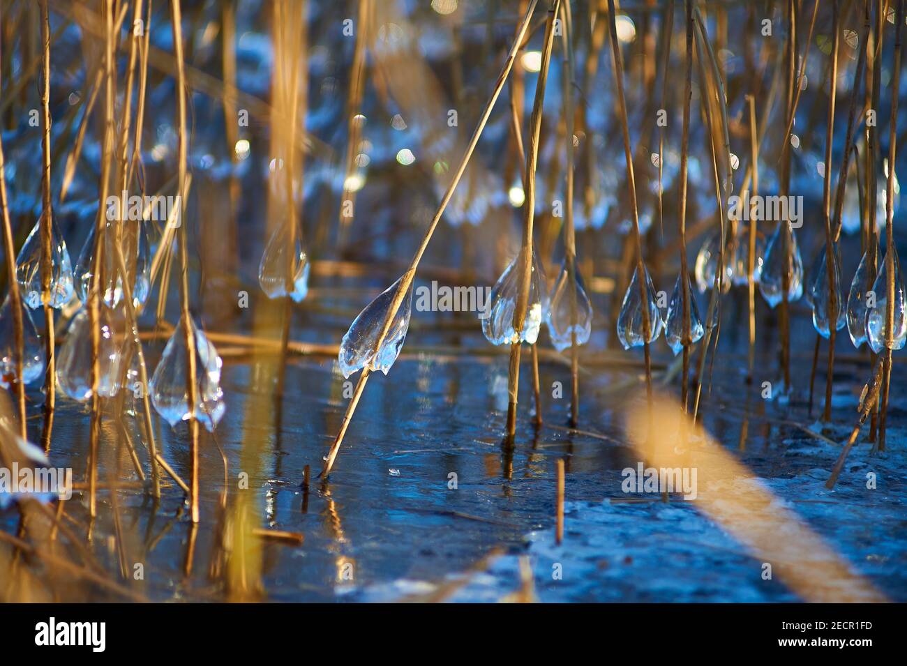 Reed mit gefrorenen Wassertropfen Stockfoto
