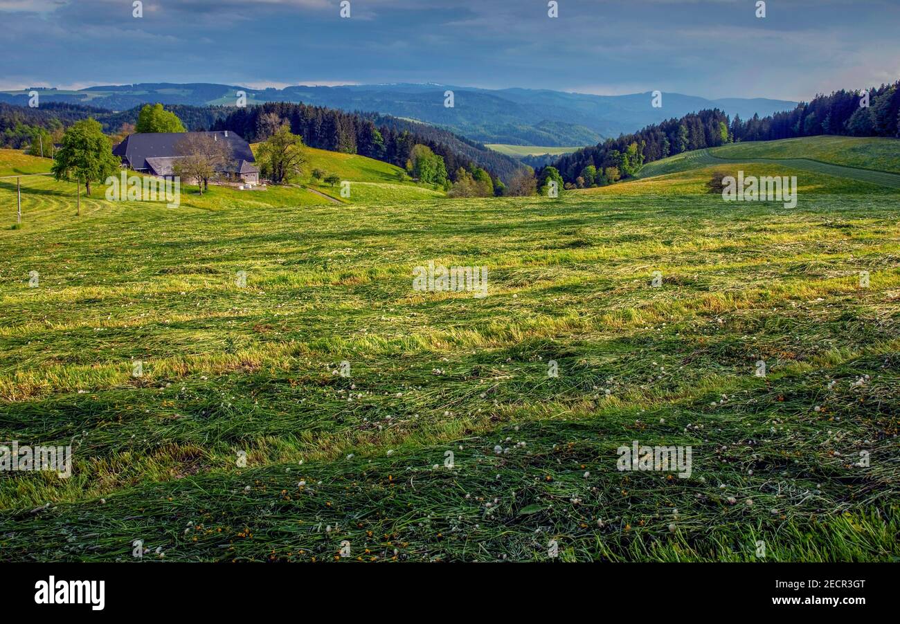 Frisch gemähtes Weideland bei St.Maergen im Schwarzwald, Baden-Württemberg, Deutschland Stockfoto