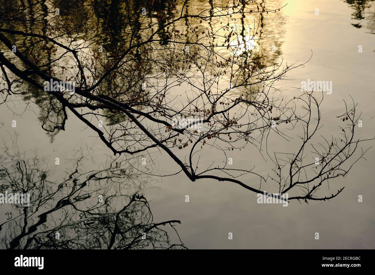 Reflexionen auf einem Teich im Herbst Stockfoto