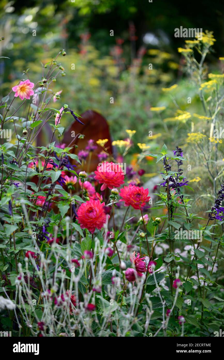 dahlia kilburn glühen, Seerose Dahlias, Salvia amistad, lychnis coronaria Gärtner Welt, ensete ventricosum maurelii, Blätter, Laub, tropisch, Pflanze, Plan Stockfoto