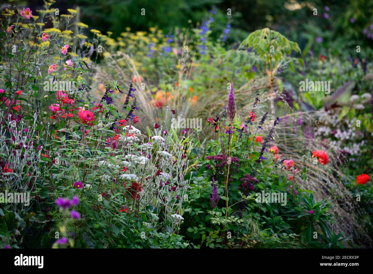 Engelwurz sylvestris purpurea Fotos und Bildmaterial in hoher