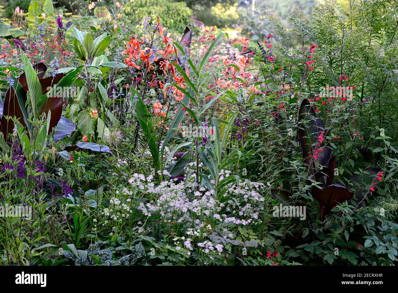 musa,cana taney,Rotblättrige Abessinier-Banane,lilium lancifolium tigrinum splendens,Ensete ventricosum Maurelii,Salvia amistad,Salvia fulgens,astra Stockfoto