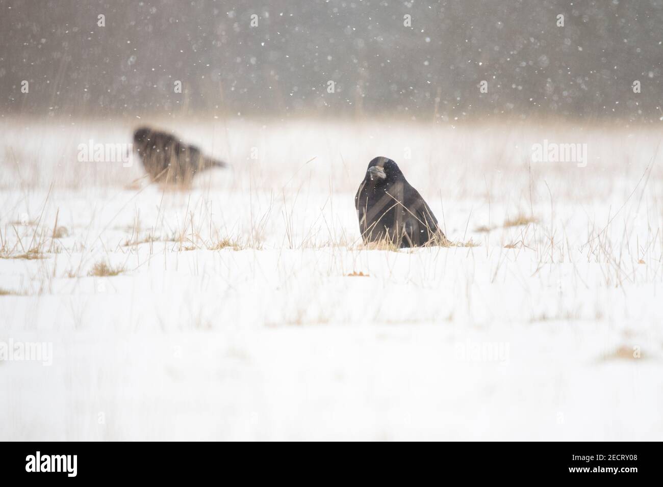 Rook (Corvus frugilegus) im Schnee auf der Suche nach Würmern und Würmern zu essen - Schottland, Großbritannien Stockfoto