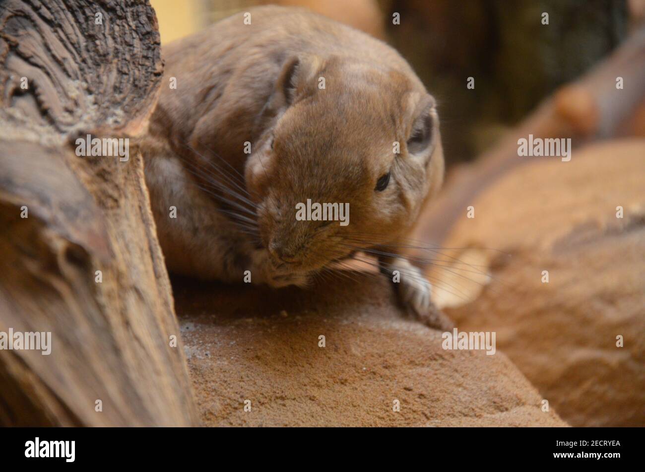 Gemeiner gundi (Ctenodactylus gundi) im Frankfurter Zoo Stockfoto