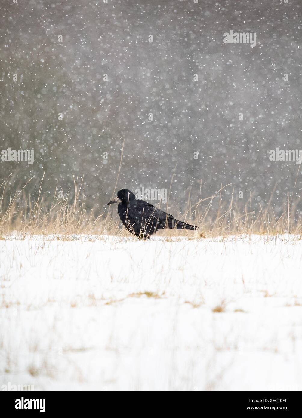 Rook (Corvus frugilegus) im Schnee auf der Suche nach Würmern und Würmern zu essen - Schottland, Großbritannien Stockfoto