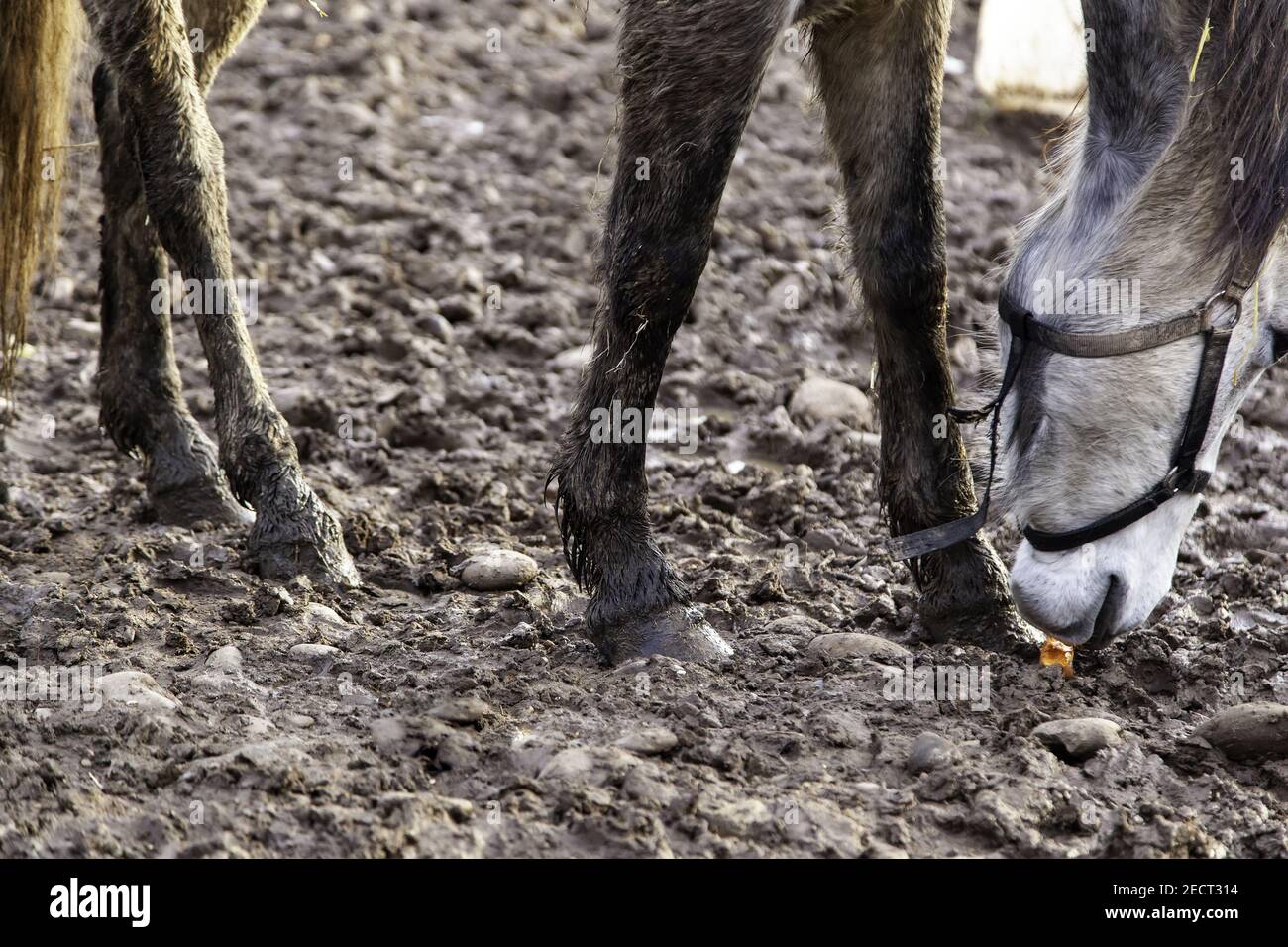 Pferde Beine Wandern im Schlamm, Haustiere, Reiten Stockfoto