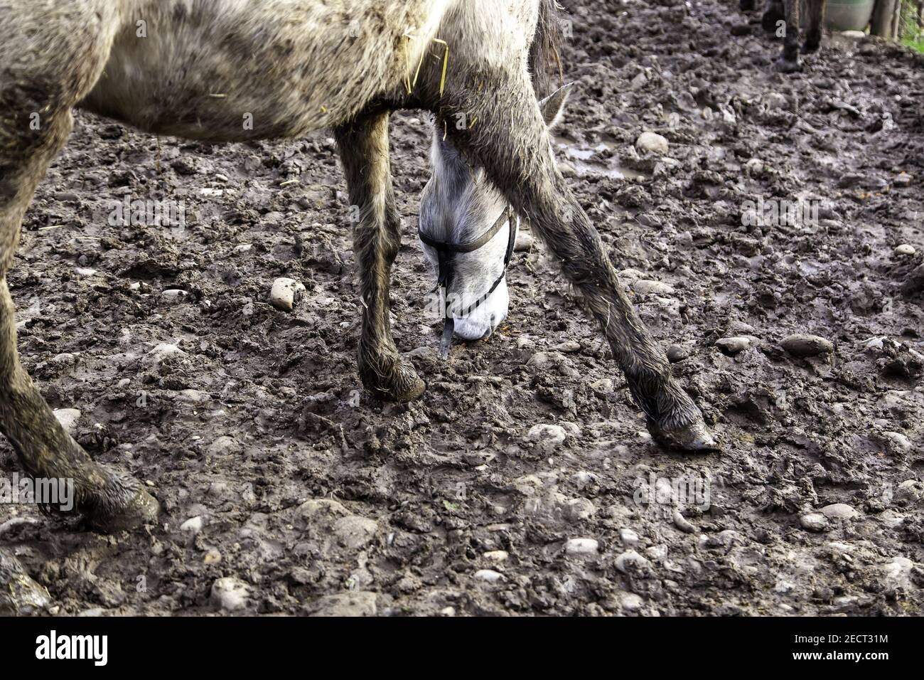 Pferde Beine Wandern im Schlamm, Haustiere, Reiten Stockfoto