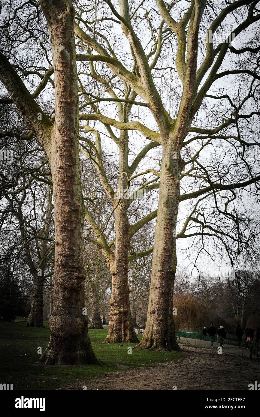 Drei Bäume in einem Londoner Park im Winter ohne Blätter Stockfoto