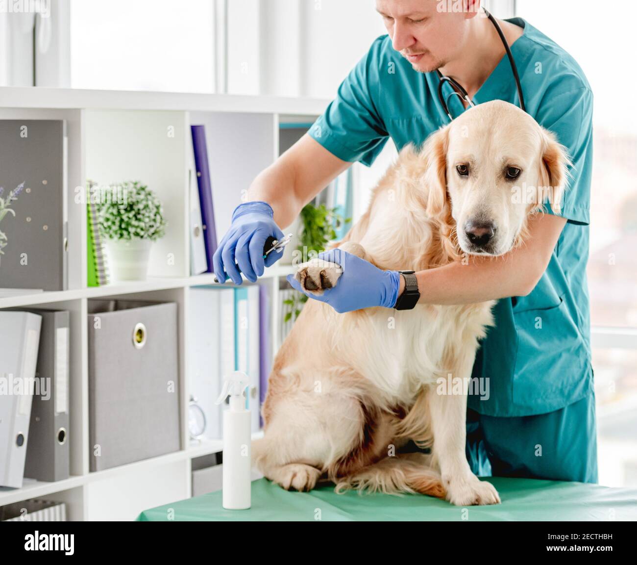 Tierarzt Schneiden Krallen von Golden Retriever Hund Stockfoto