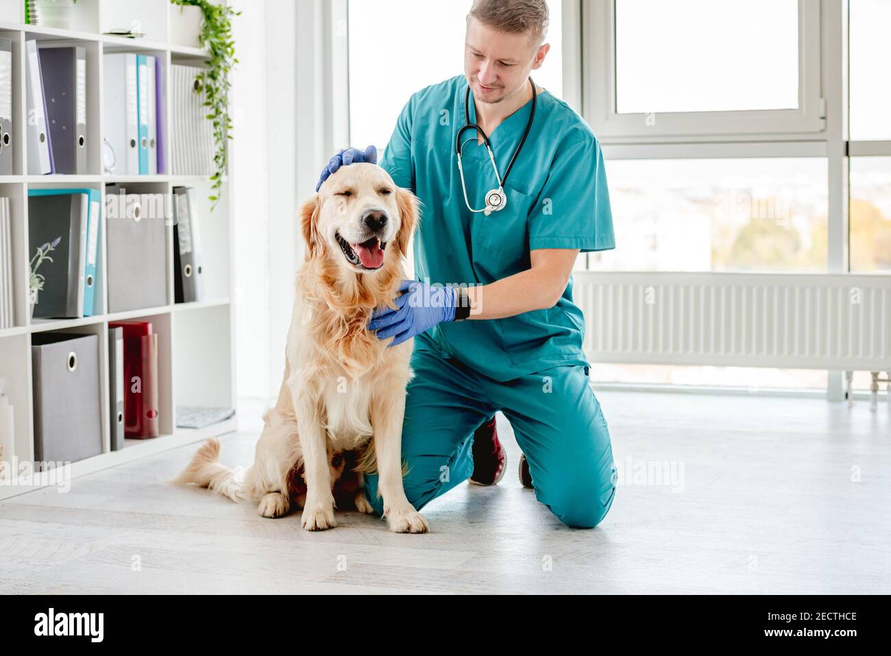Tierarzt streichelte goldenen Retriever Hund Stockfoto