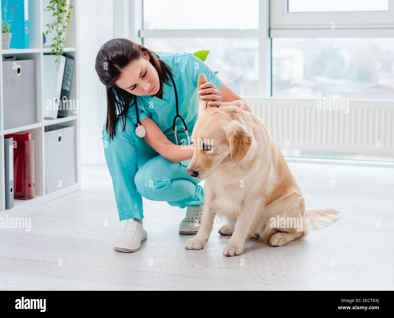 Untersuchung von goldenem Retriever Hund durch Tierarzt Stockfoto