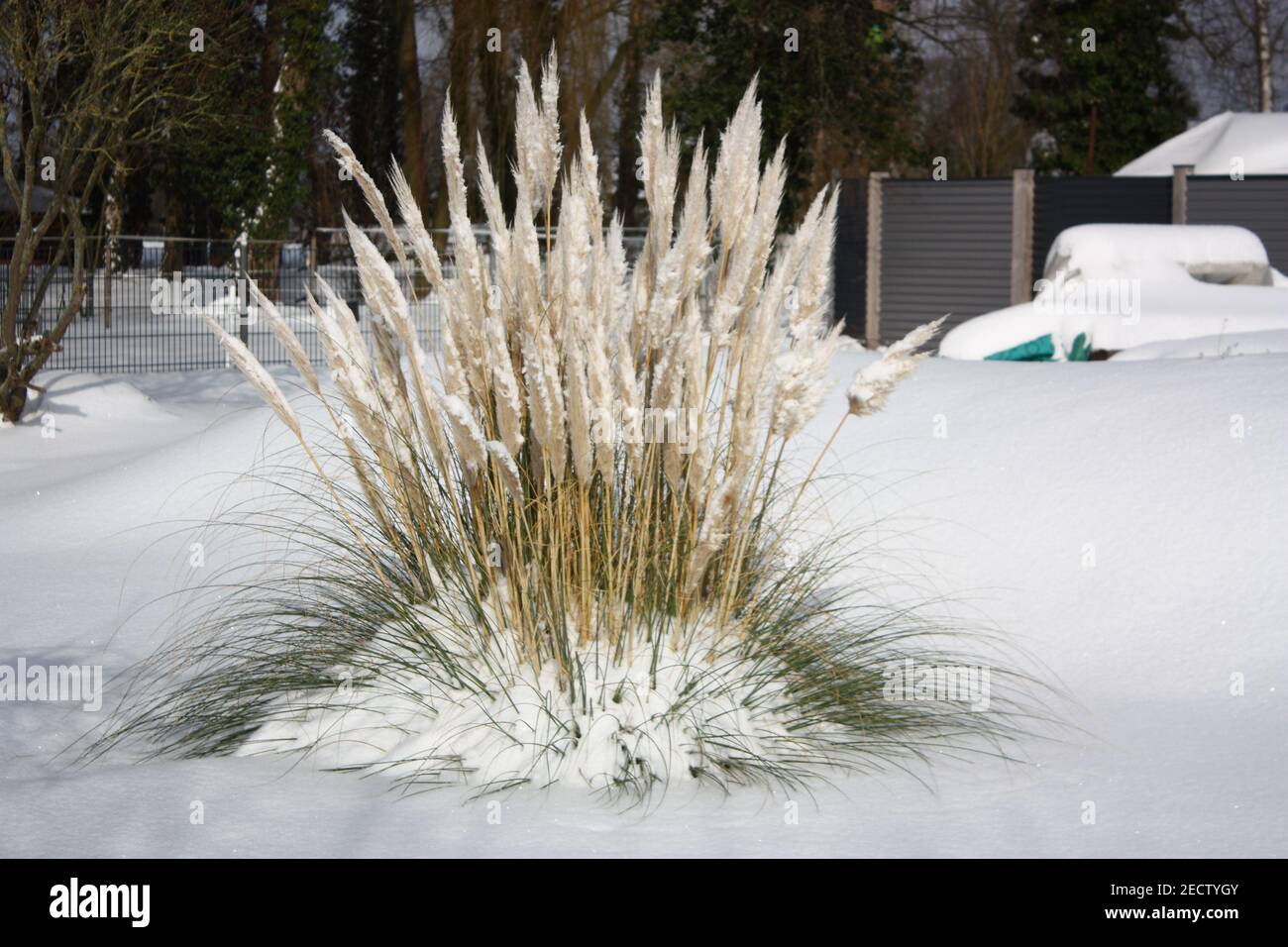 Eine Landschaft von Unkraut auf schneebedeckten Boden im Winter Stockfoto