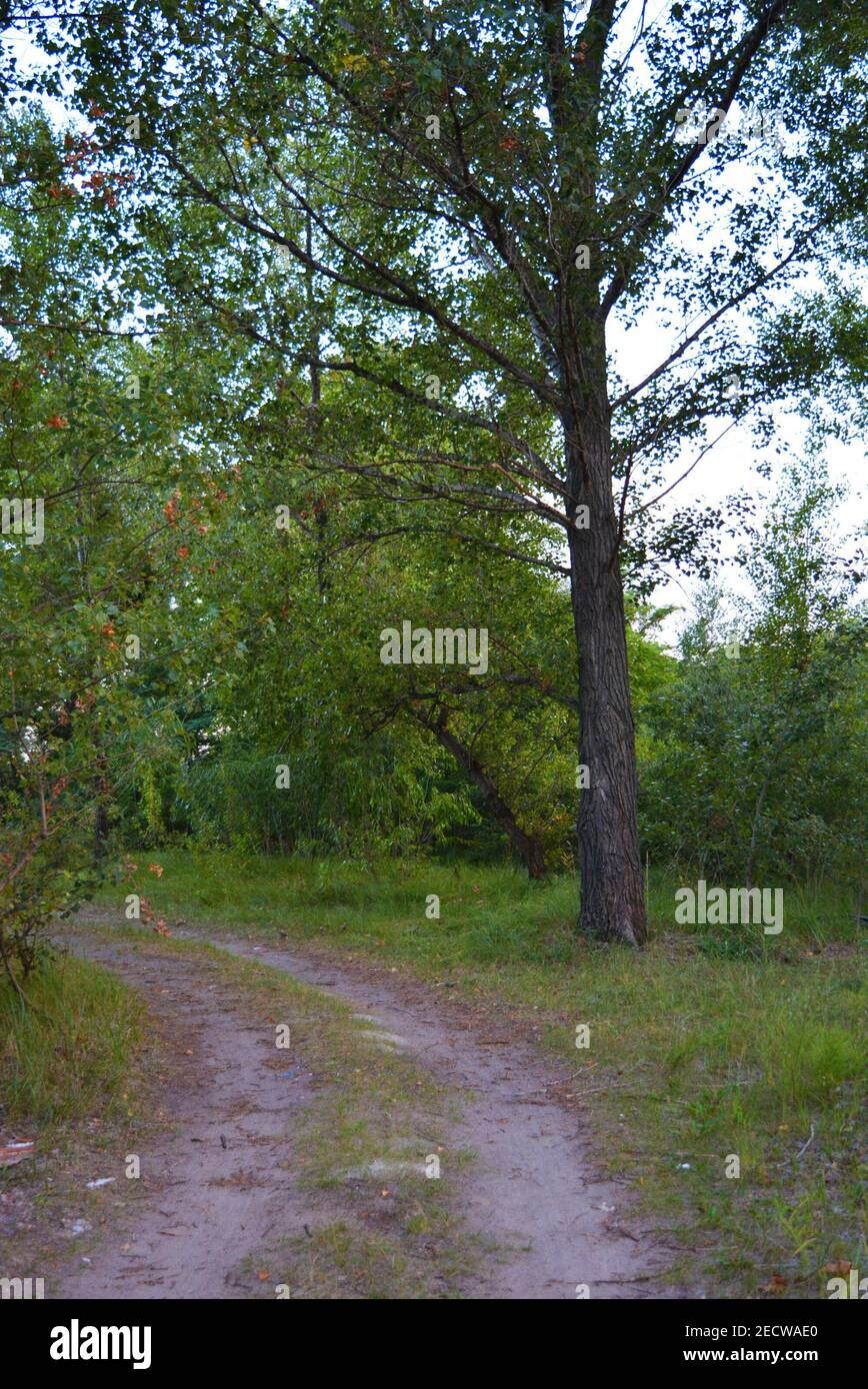 Schöne Natur, Laubwald, Waldgürtel mit Bäumen, verschiedenen Pflanzen, Wildgras und Unkraut am Abend. Stockfoto