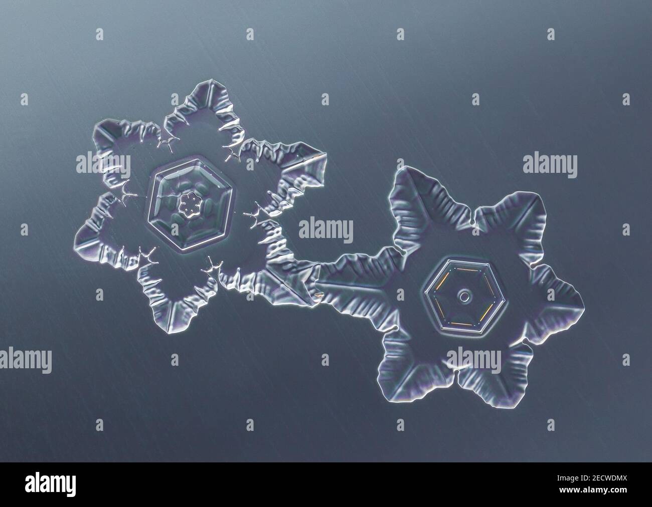 Zwei Schneeflocken auf glattem Gefälle Hintergrund. Makro-Foto von echtem Schneekristall auf Glasoberfläche. Dies ist eine kleine Schneeflocke mit ungewöhnlichem Muster. Stockfoto