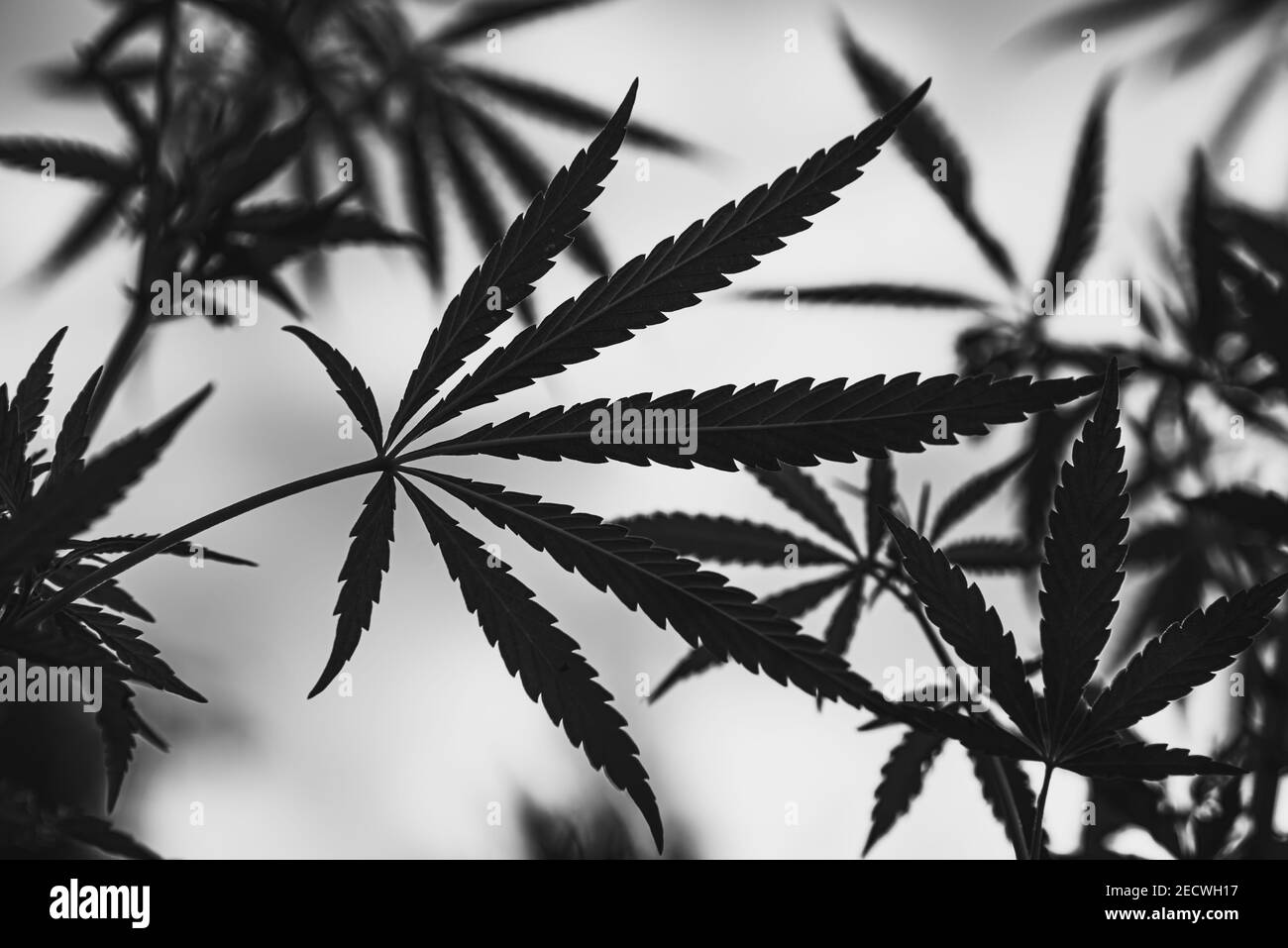 Schwarze Silhouette von Cannabis auf weißem Hintergrund. Nahaufnahme Stockfoto