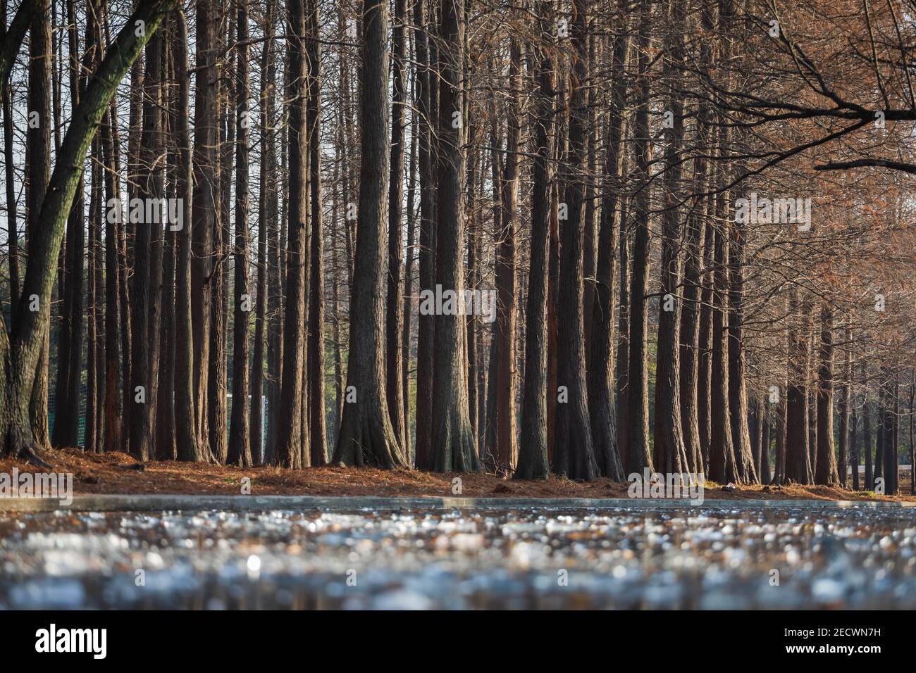 Parklandschaft mit Bäumen und gefrorenem Fluss ohne Schnee Stockfoto