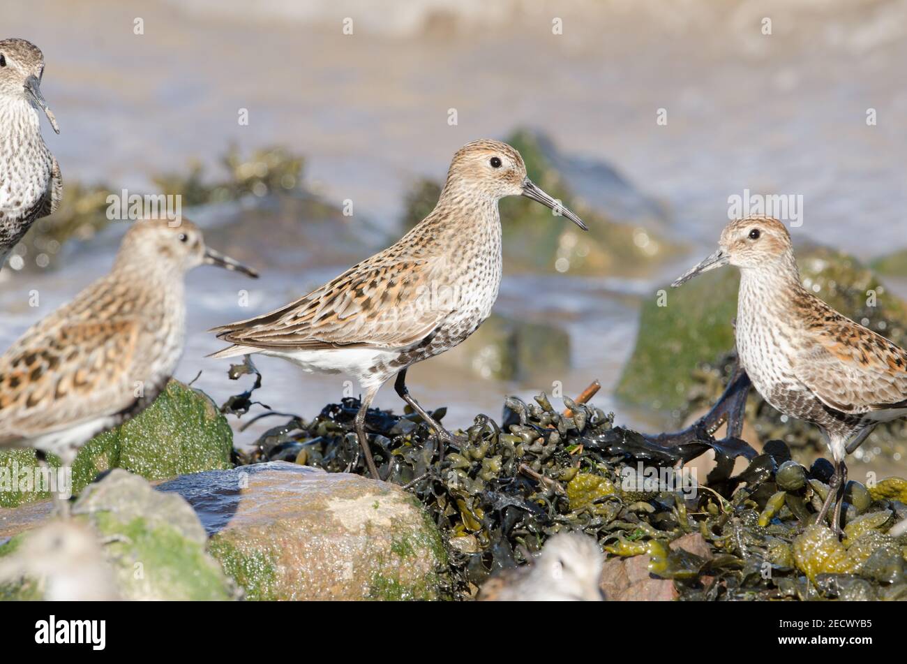 Gruppe von Dunlin an der Küste. Stockfoto