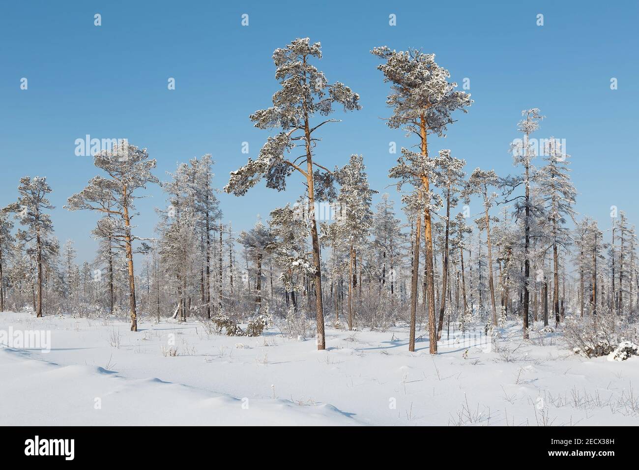 Seltener schneebedeckter Kiefern- und Lärchenwald im Januar in Jakutien Stockfoto