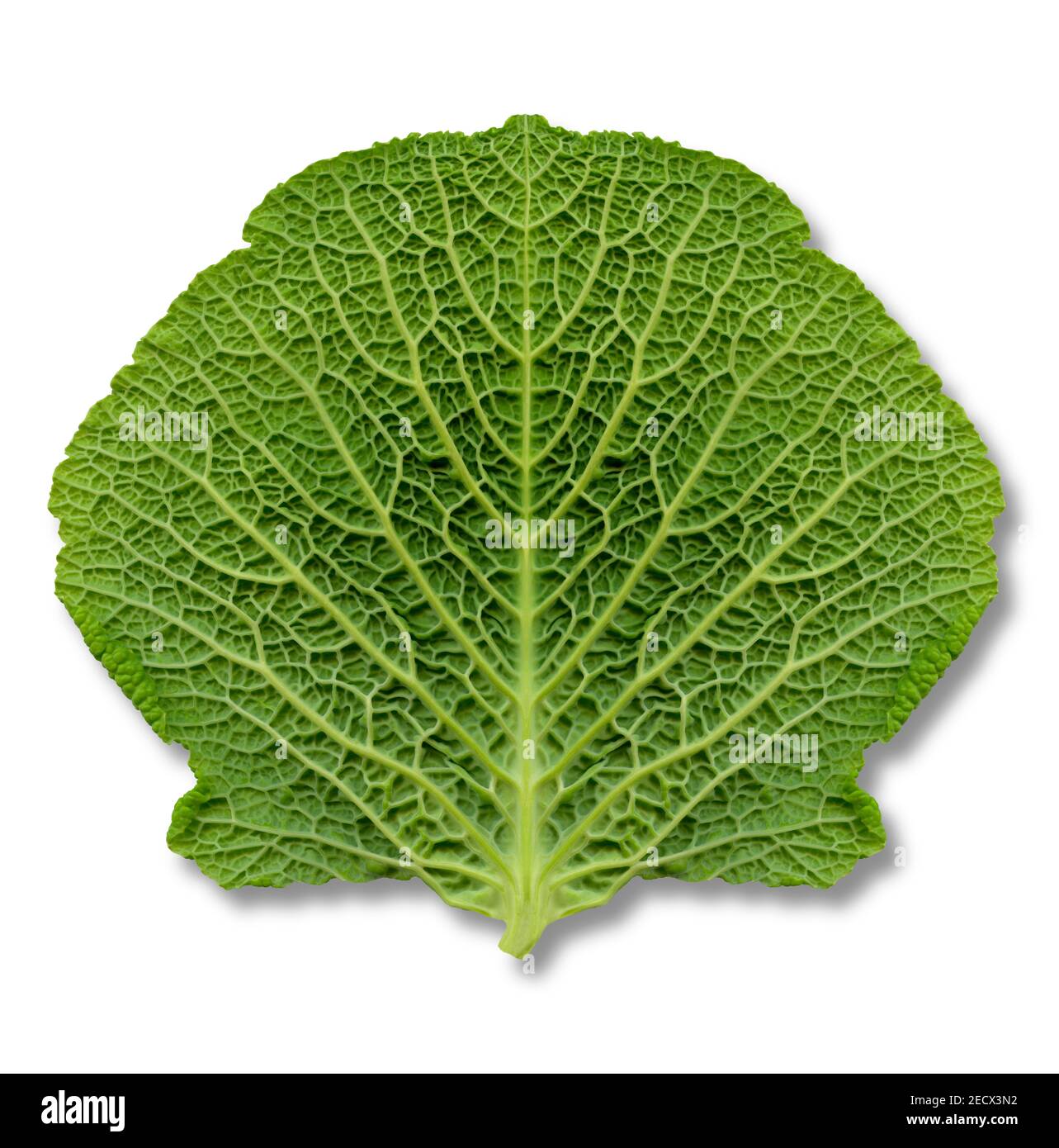 Ein Scan eines halben einzelnen Kohlblattes mit seinem Spiegelbild, um ein einzelnes, symmetrisches Blatt zu bilden Stockfoto