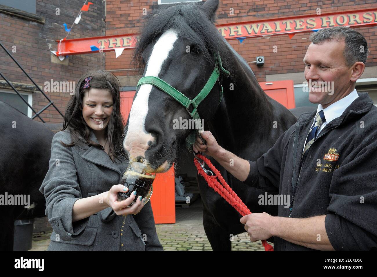 Dray Horse Drinking Pint of Thwaites Bier in der Thwaites Brewery, einer regionalen Brauerei, die 1807 von Daniel Thwaites in Blackburn, Lancashire, England gegründet wurde Stockfoto