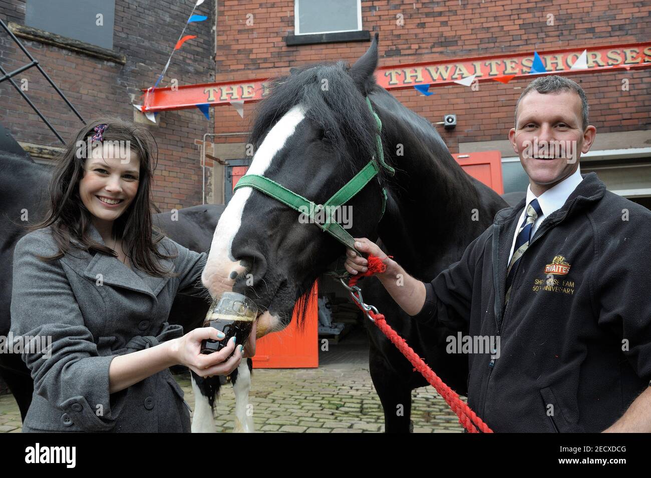 Dray Horse Drinking Pint of Thwaites Bier in der Thwaites Brewery, einer regionalen Brauerei, die 1807 von Daniel Thwaites in Blackburn, Lancashire, England gegründet wurde Stockfoto