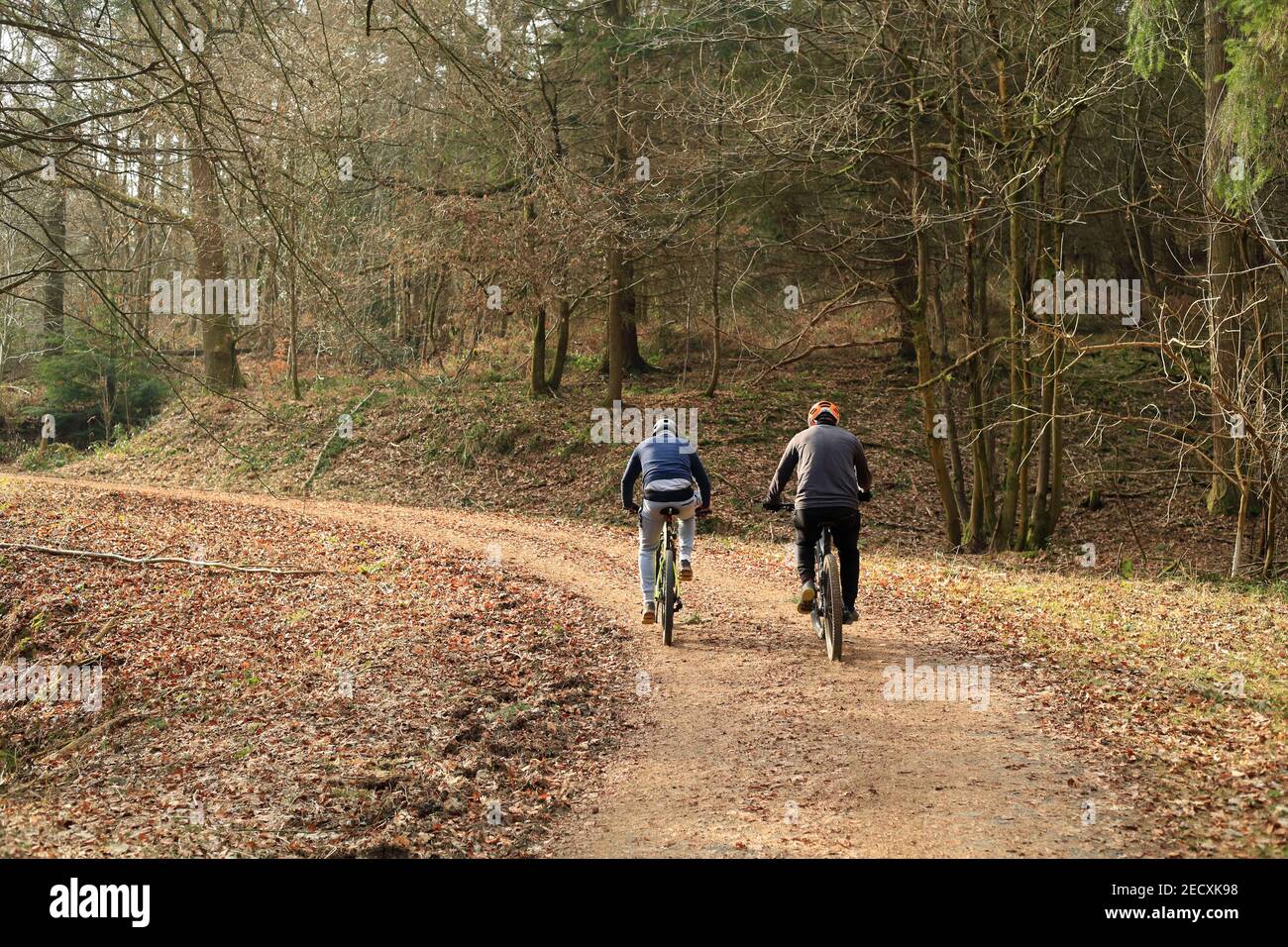 Fahrradfahrer, die einen der Radwege im Ribbesford Bikepark in der Nähe von Bewdley, Worcestershire, England, Großbritannien nutzen. Stockfoto