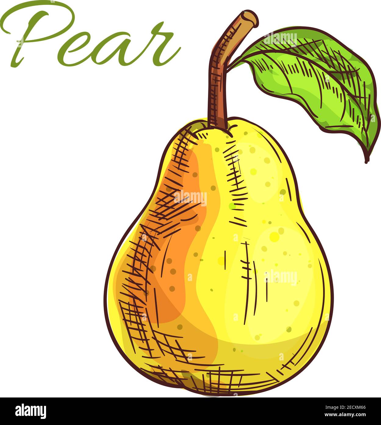 Saftige Birnenfrucht isolierte Skizze der gelben reifen Birne mit  orangefarbenem Punkt und grünem Blatt. Bio-Anbau, Obst Dessert und  Saft-Menü, Lebensmittelverpackung de Stock-Vektorgrafik - Alamy