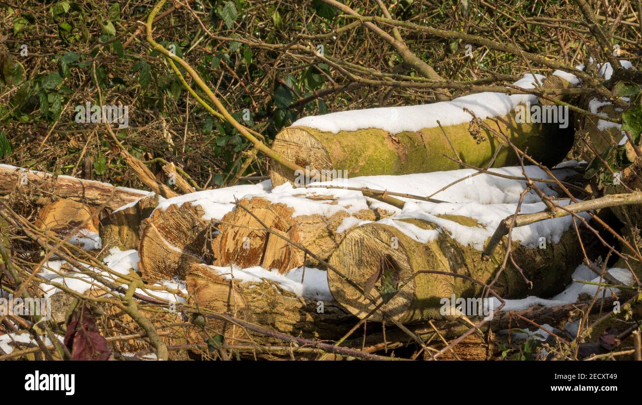 Ein Stapel von Baumstämmen, die bei einem Waldbewirtschaftung auf Otley Chevin, Leeds, Großbritannien, mit Schnee vom Holzschlag bestäubt wurden. Stockfoto