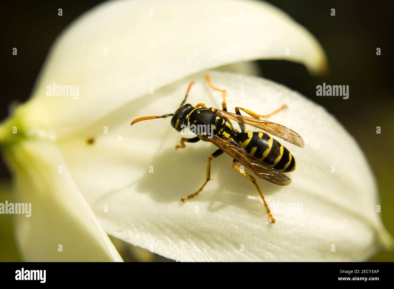 Eine einzelne Wespe, die auf einer weißen Yucca-Blume thront, aus der Nähe Stockfoto