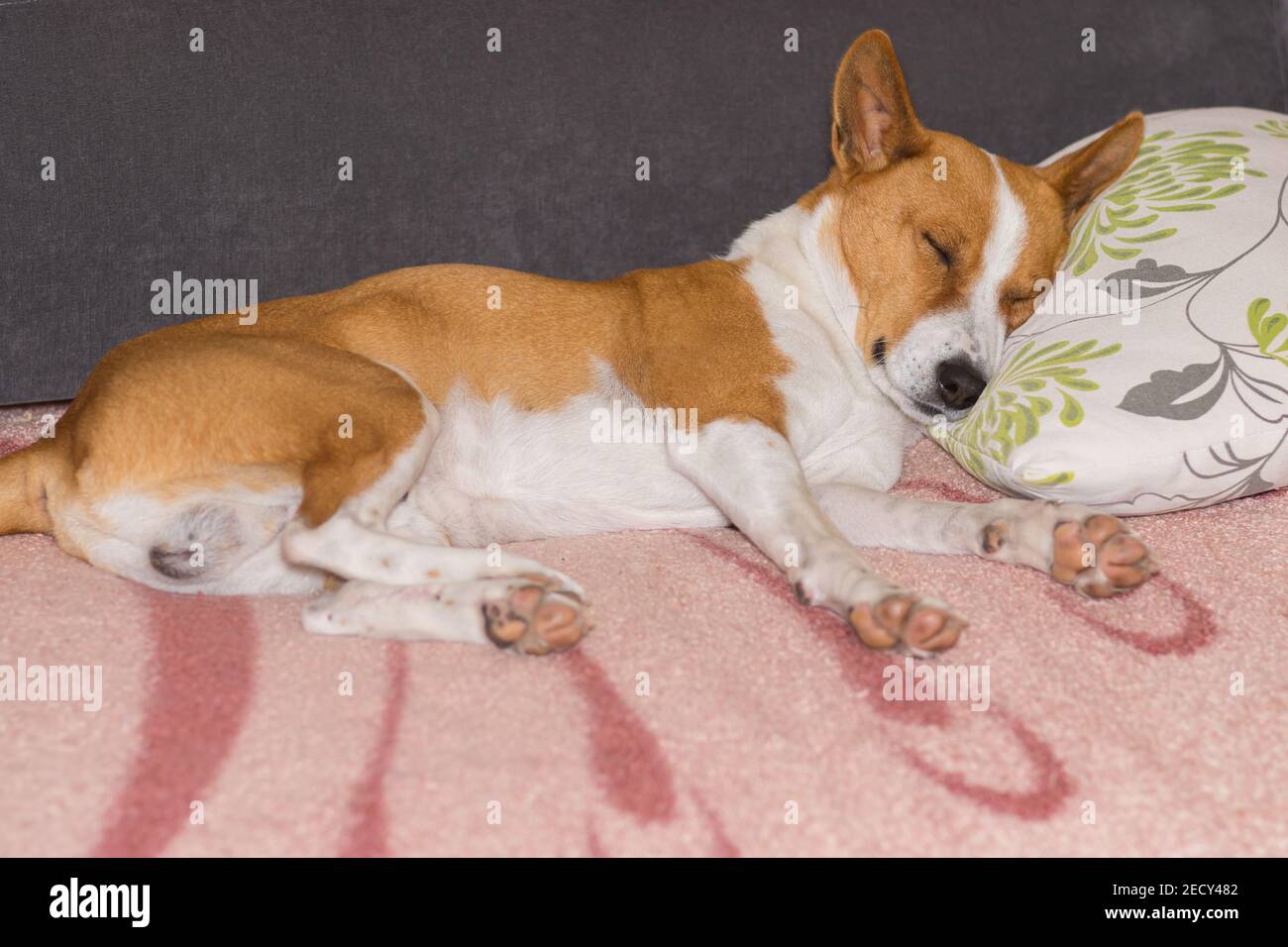 Basenji Hund schlafen süß auf einem Kissen auf Master's Sofa Stockfoto