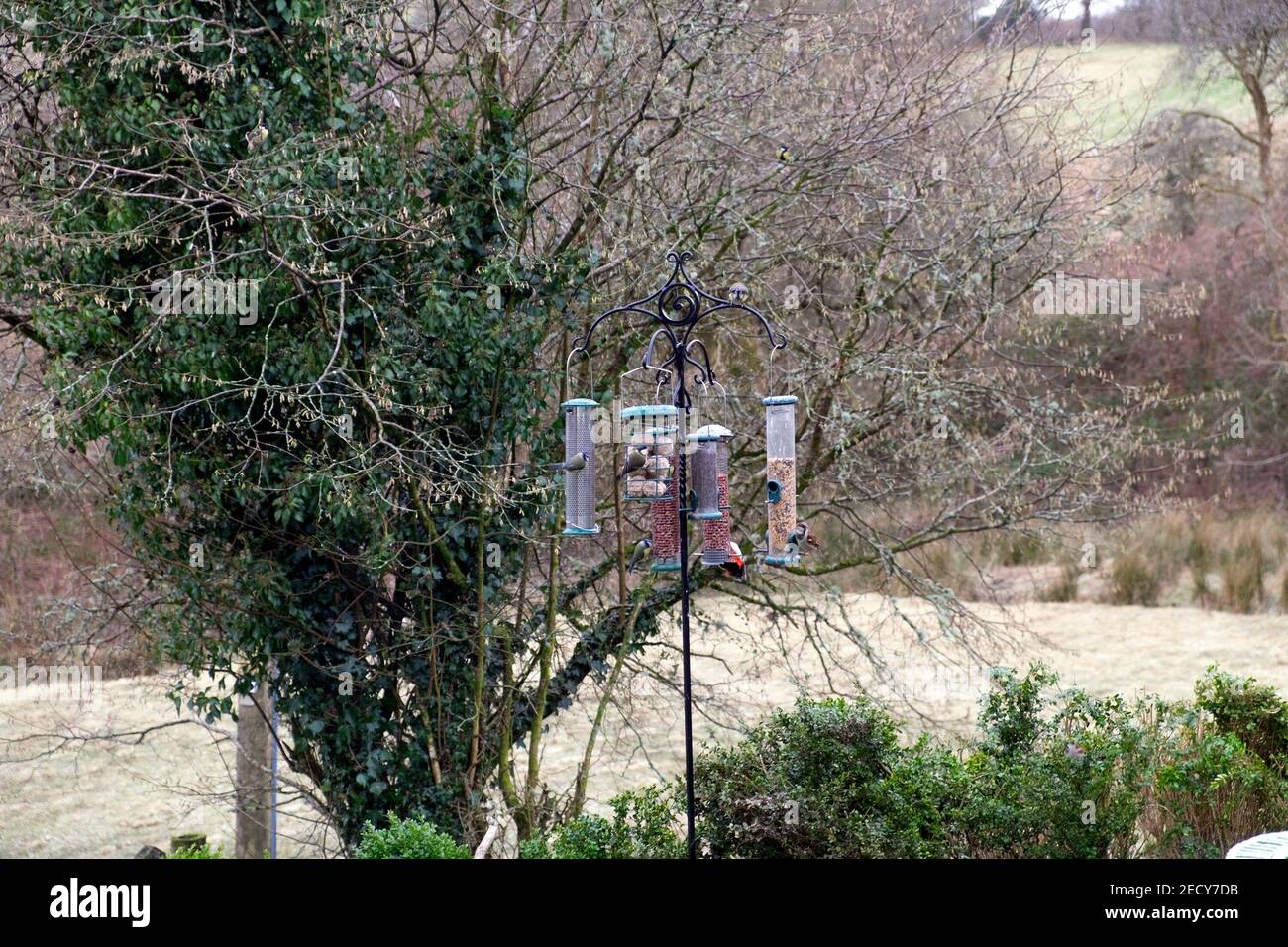 Vogelfutterhäuschen mit Vögeln, die Vogelfutter fressen Erdnüsse, Samen, Nüsse aus Flaschenbehältern in einem Garten im Winter West Wales UK KATHY DEWITT Stockfoto