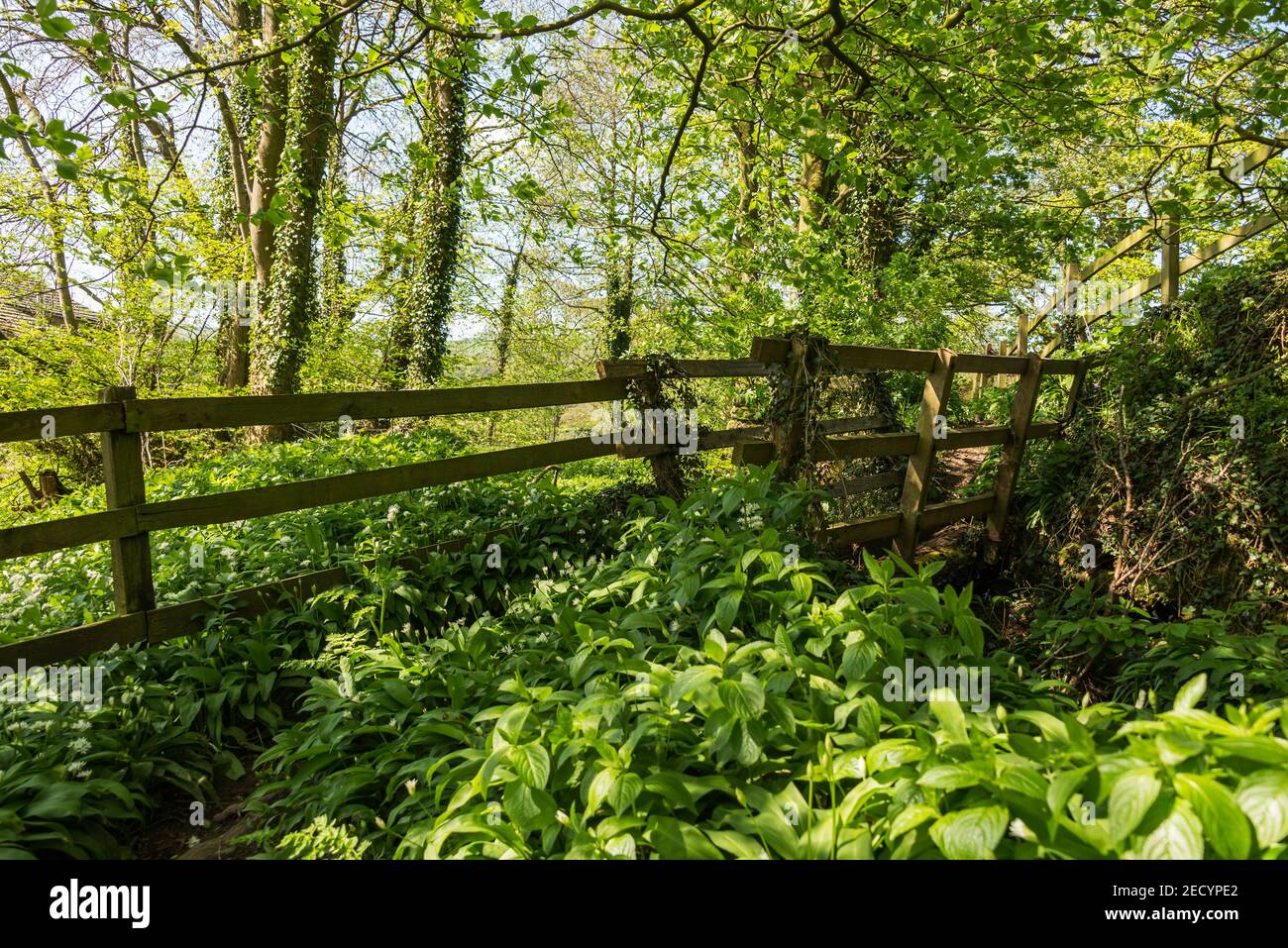 Waldweg zu einer Brücke über die Millrace bei Beamsley. Wharfedale. Yorkshire. Stockfoto