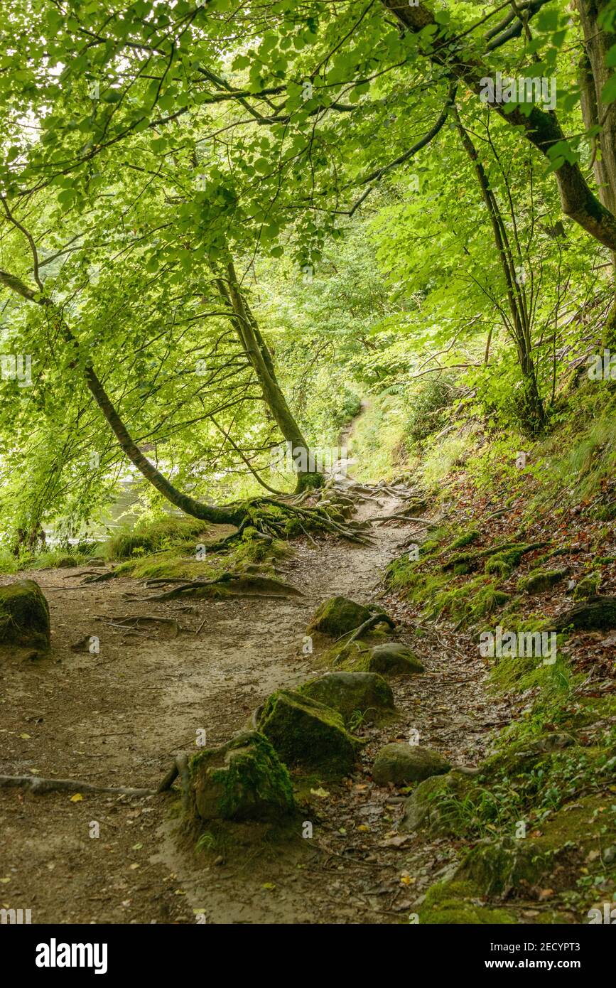 Waldweg am Ufer des Flusses Wharfe auf dem Anwesen der Abtei Bolton. Stockfoto