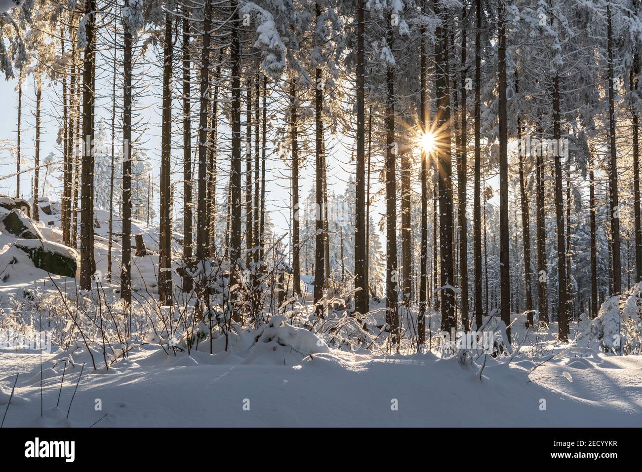 Winterwald im Harz in Niedersachsen, Deutschland. Winterwunderland mit einem verschneiten Wald und die Sonne scheint durch die Bäume. Stockfoto