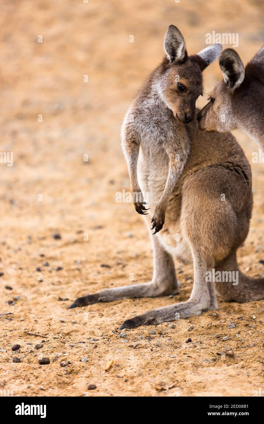 Zärtlicher Moment zwischen dem jungen Western Grey Kangaroo und der Mutter, Westaustralien Stockfoto