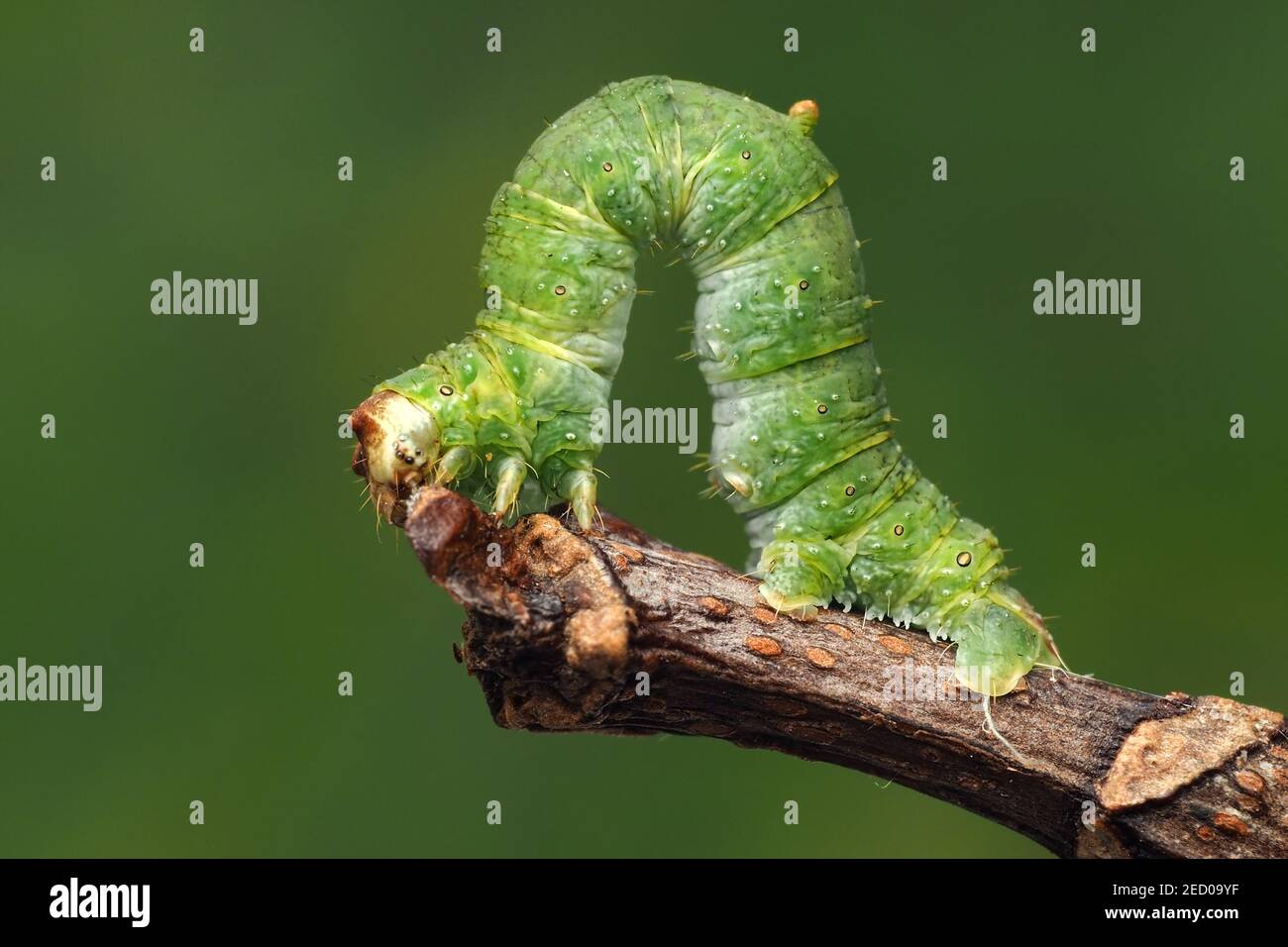 Schwemmkäfer-Raupe (Opisthograptis luteolata) bei der Ruhe auf dem Ast des Baumes. Tipperary, Irland Stockfoto