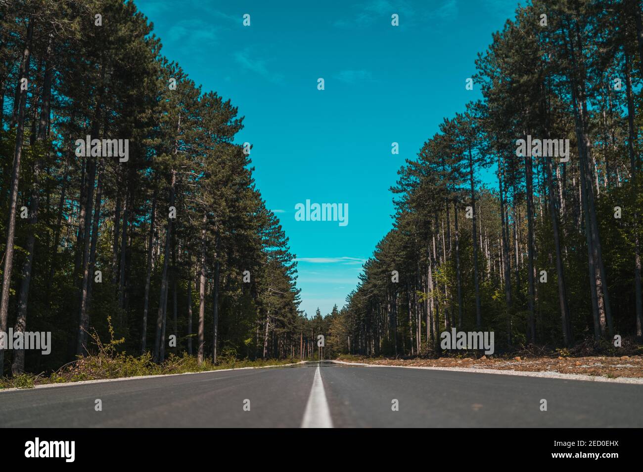 Low-Winkel-Ansicht der geraden Asphaltstraße in Kiefernwald Mit hellblauem Himmel Stockfoto