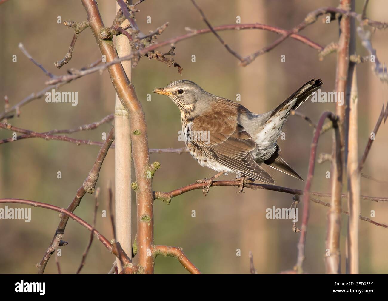 Fieldfare (Turus pilaris) in britischer Obstplantage Stockfoto