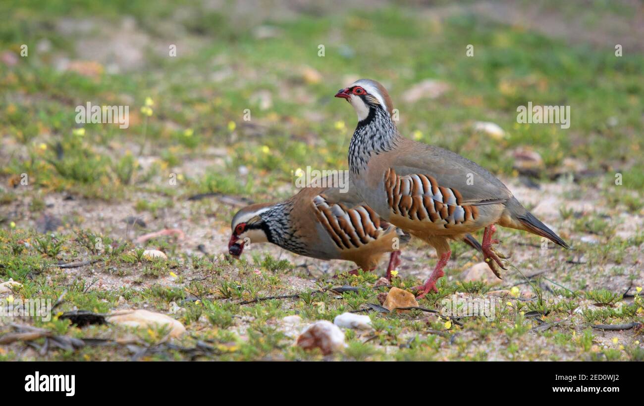 Rotbeinige Rebhuhn (Alectoris rufa), paar Nahrungssuche, Extremadura, Spanien Stockfoto