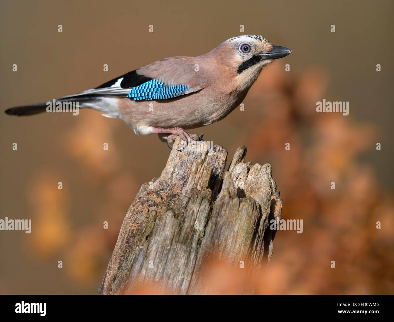 Eurasischer eichelhäher (Garrulus glandarius), auf Totholz sitzend, im Herbst, Biosphärenreservat Schwäbische Alb, Baden-Württemberg, Deutschland Stockfoto