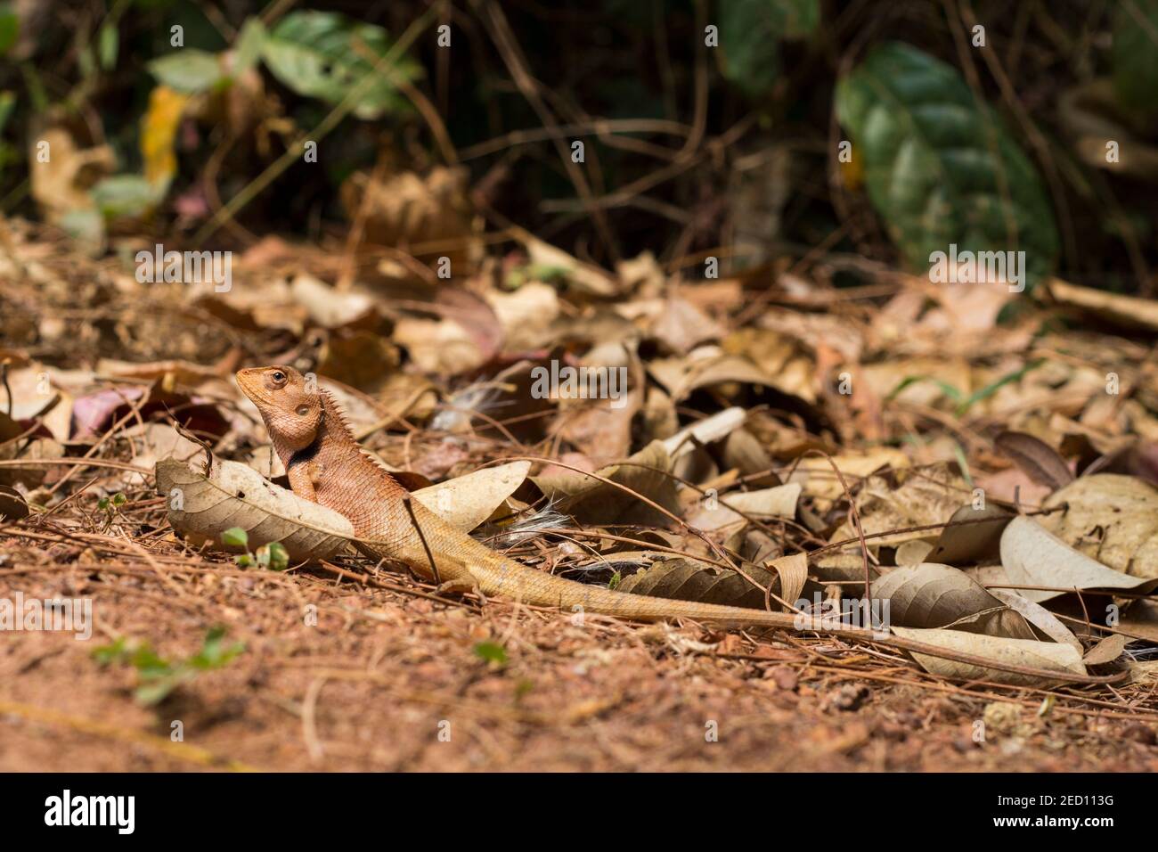 Orangefarbene Eidechse in trockenen Blättern unter Sonne. Braune Leguane versteckt sich durch Mimikry. Exotisches Tier in der wilden Natur. Bewohner des tropischen Dschungels. Eidechse schaut hinein Stockfoto