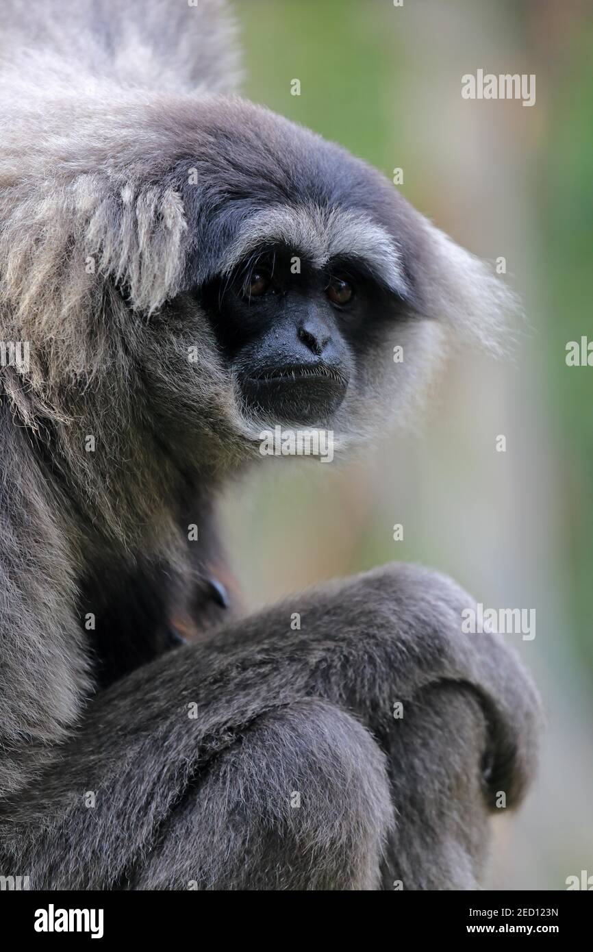 Silberner Gibbon (Hylobates moloch), Java gibbon, Bow-wow, Erwachsener, sitzend, Portrait, Blick in die Kamera, Captive, Mogo, New South Wales, Australien Stockfoto