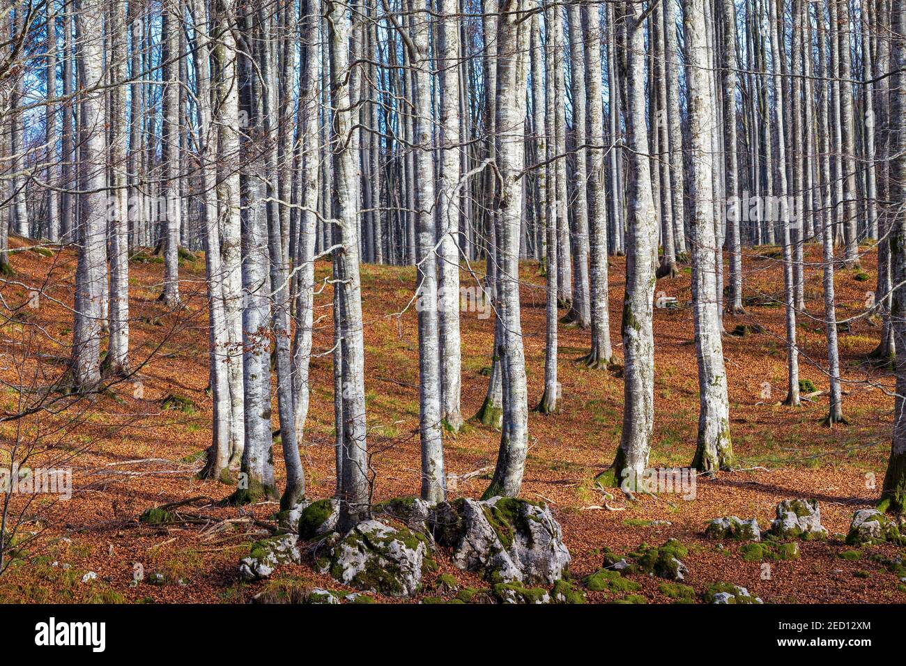 Buchenwälder. Fagus sylvatica Bäume. Der Cansiglio Plateau. Veneto. Italien. Stockfoto