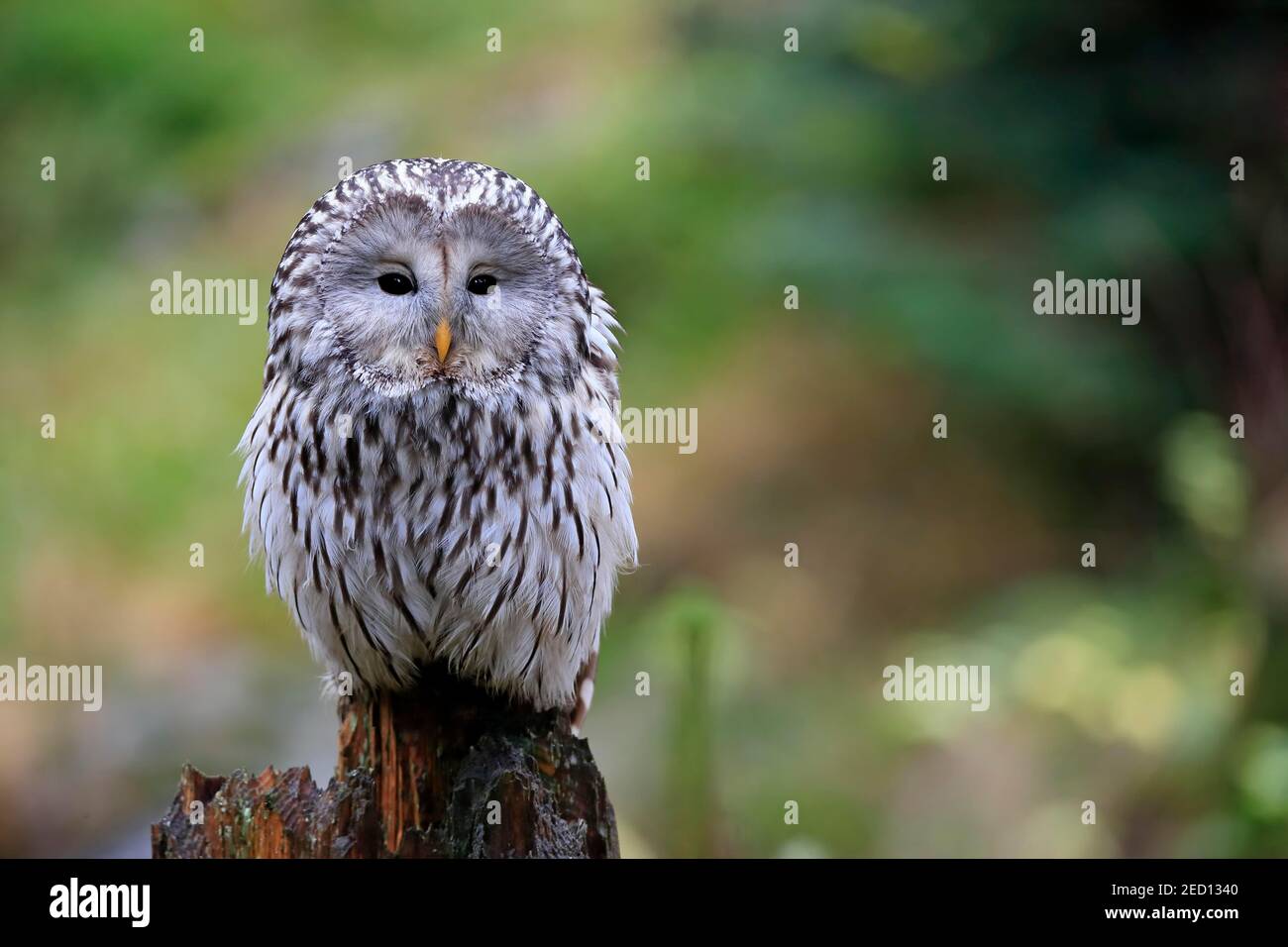 Uralkauz (Strix uralensis), Erwachsene, wartend, wachsam, Böhmerwald, Tschechien Stockfoto