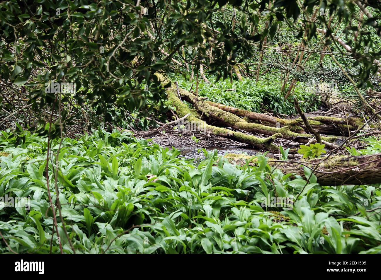 Es war einmal ein Wald in dem Ein geheimnisvoller kleiner Strom Stockfoto